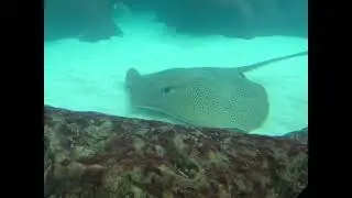 Leon the Leopard Whipray