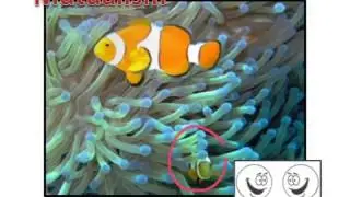 Mutualism