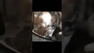 🥺#memes #dankmemes #coub #shorts #short #comedy #memedaily #animalcomedy #cats #catvideos #owl