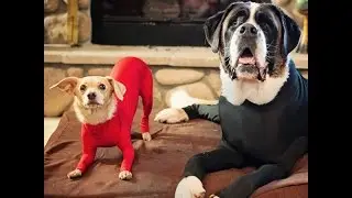 Leotards For Dogs Exist &mdash; And Dogs Love Them