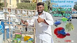 Thailand shipment update|| 20 ki d of new fish || turtle|| #rizwanraju