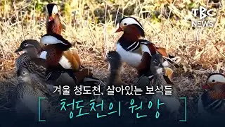 청정 자연이 흘러가는 청도천 위 살아있는 보석, 원앙ㅣTBC 영상뉴스