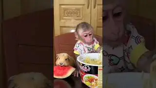 Monkeys that love to eat funny commentary #commentary #monkeys #funnyanimals