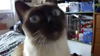 The kitty is now proud
