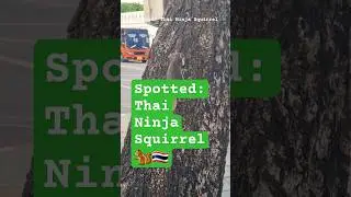 Spotted: Thai Ninja Squirrel 🐿️🇹🇭