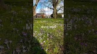 Walking in London #england #london #walking #walkthrough #sunny #march