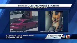 French bulldog stolen from car along U.S. 220, Rockingham County deputies say