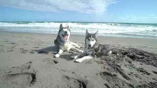 Dad and Husky Puppy's First Time at The Beach!