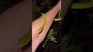 Florida Rough Green snake #florida #reptiles #wildlife #herping #everglades #nature #animals