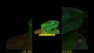 pit viper #shortsviral #shorts