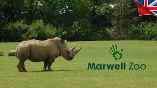 Marwell Zoo - Winchester, Hampshire, England! (2023) 🦓🦘#MARWELLZOO #MARWELL