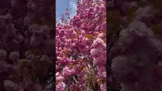 Prunus 'Kanzan' flowers #prunus #kanzashiflowers
