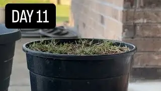 Day 11 of growing my pot of grass. NEW HOME!