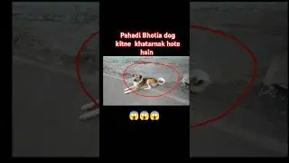Pahadi bhotia dog bahut hi Khatarnak hai 😱| pahadi bhotia dog price #shortvideo #bhotia