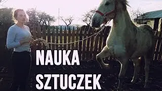 Jak nauczyć konia UŚMIECHU i WYRZUTU NOGI