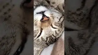 Look At Her 😂  | Poor Hungry Cat | Sleeping Cat| Girl Talk With Injured Cat | #viral #shorts 5