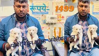 पोमेरेनियन डॉग्स अवेलेबल इन कानपुर..... | Dog adda सलोनी पेट शॉप....| Pomeranian white colour pups