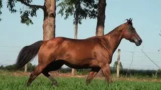 01   ESTIRPE REAL CL