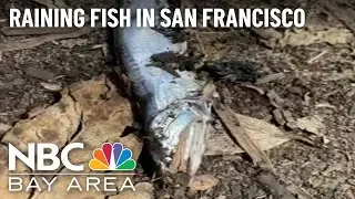 Fish Falling From the Sky in SF? There's an Explanation