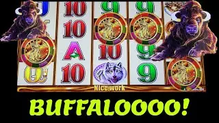 BUFFALO GOLD Revolution - 4 Coin Trigger!
