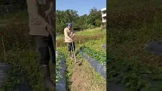 【香山希望農場】白草莓「天使 AE」的成長之路：農場主的辛勤日常
