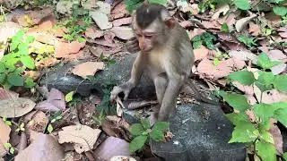 a monkey is finding meals eating, such as any fruit fall down on the land. #monkey #animals #pets