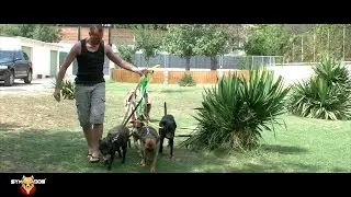 CONSEILS EDUCATION CANINE / PR&Eacute;PARATION D'&Eacute;DUCATEUR CANIN / SYM DOG 2016