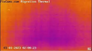 Large flock during night migration captured on thermal camera 3/1/2023 02:00:21 AM