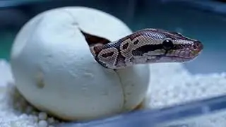Al Technology Exposed: The Real Python Farming Process for Meat and Skin 