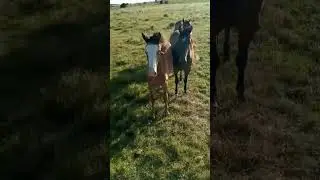 Potros... #campo #trabajorural #turismouruguay #uruguaynatural
