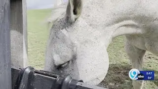 Extraordinary Place: Madden&rsquo;s retired horse farm