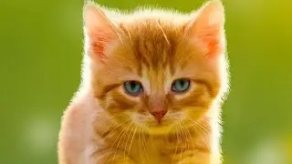 Amazing Cat photos with great editing..|| 🐱🐱 Nice Cat pictures...