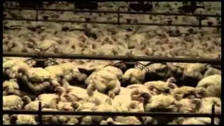 Inghams Broiler Farm, WA 2011 52743828