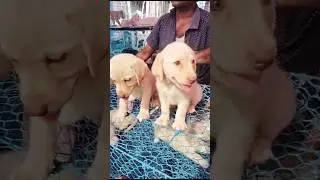 Labrador puppy price 🌹🐶 #Dog #puppies