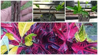 Cara stek tanaman hias puring jet mudah dan pasti tumbuh|how to grow puring plant by cuttings
