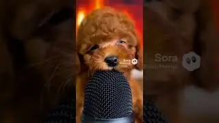 〈イヤホン推奨〉トイプードル子犬｜眠すぎ｜AI映像ラボ #asmrsounds   #癒し #shortsfunny