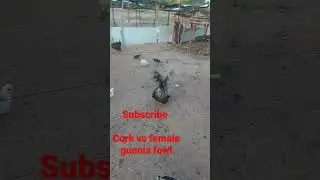 Meeting between male chicken vs female guinea fowl.