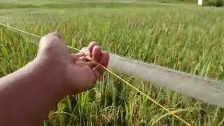 Cara melepas jaring burung pipit sawah ( Tutorial pelepasan buat dulur yang sendirian ) ......monggo