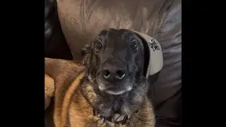 Best dog reactions to farts 🫢🫢