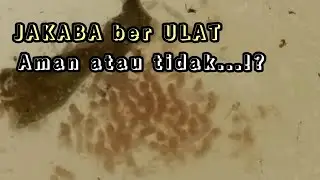 Penyebab JAKABA BERULAT || BELATUNG DI JAMUR JAKABA