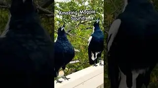 Australian Magpie Call #magpie #sounds #singing #call