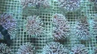 WSI Corals