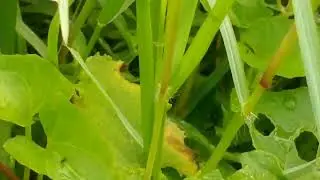 Nature And Wildlife Video | The World | ETC 365 DAYS | #etc_365_days#vlog#nature