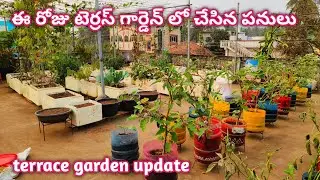 ఈ రోజు టెర్రస్ గార్డెన్ లో చేసిన పనులు |Terrace Garden Update @homemakerstrategy 