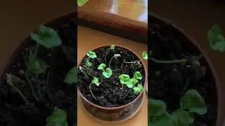 как вырастить гранат, инст: kirgisska🌿 #гранаты #авокадо #растения #манго