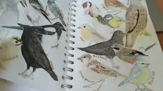 Wildlife Assignment by Level 3 Animal Management student, Sarah!