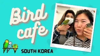Bird Cafe VLOG  | Snugglie birds | Busan, South Korea