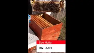 Slow motion bee shake