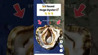 I found Huge Oyster 🦪 on Google Earth 🌎 and Google Maps #googleearth #googlemaps