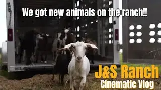 The Ranch is getting a new kind of animal! 👀